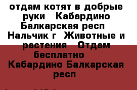 отдам котят в добрые руки - Кабардино-Балкарская респ., Нальчик г. Животные и растения » Отдам бесплатно   . Кабардино-Балкарская респ.